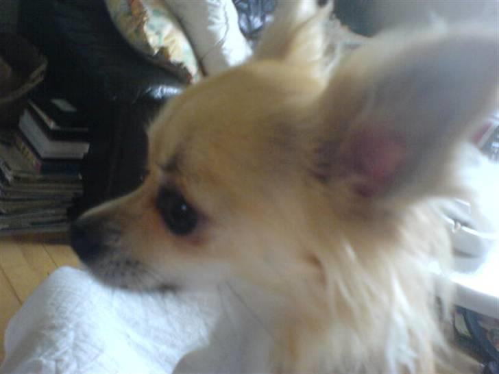 Chihuahua Pippi billede 5