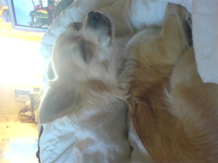 Chihuahua Pippi billede 6