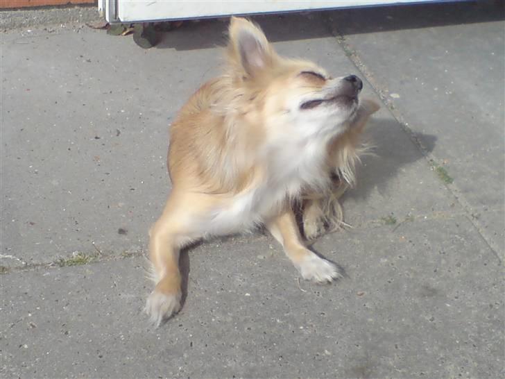 Chihuahua Pippi billede 7