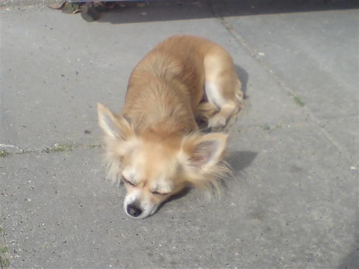 Chihuahua Pippi billede 8