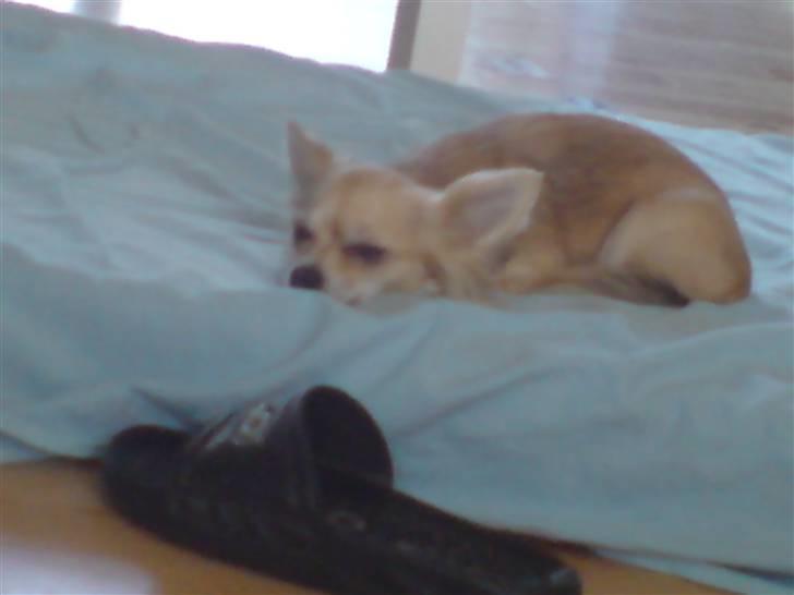 Chihuahua Pippi - Skoen er en str. 38 og den er lige så stor som Pippi. :) billede 9