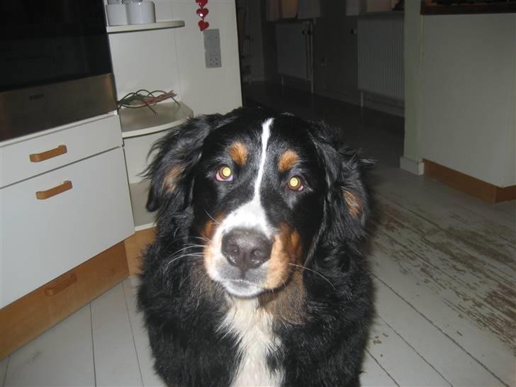 Berner sennenhund Lenesberner Holly<3 - holly<3 billede 15