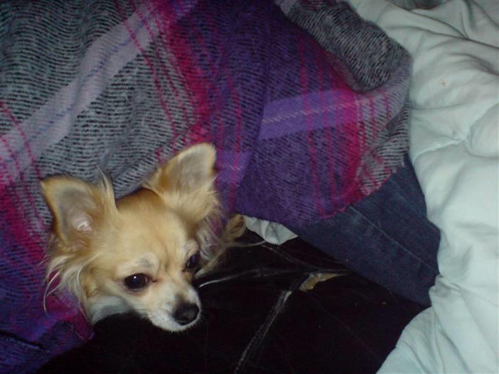 Chihuahua Pippi billede 10