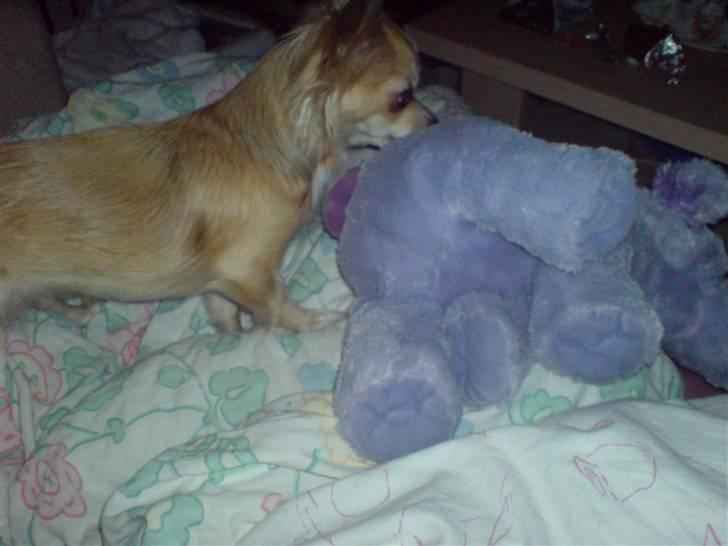 Chihuahua Pippi - Pippi med sit yndligslegetøj Haffelaffen! :) billede 11