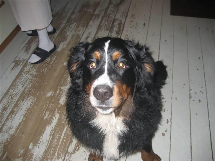 Berner sennenhund Lenesberner Holly<3 - holly<3 billede 16