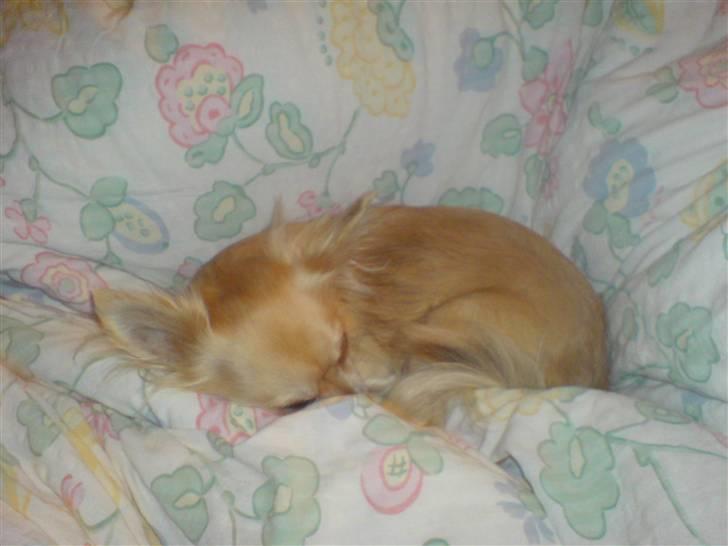 Chihuahua Pippi billede 12