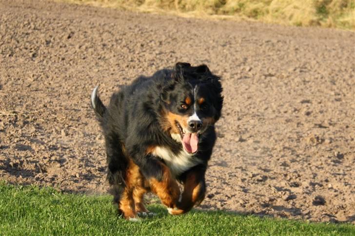 Berner sennenhund Lenesberner Holly<3 - bare sød<3 billede 18