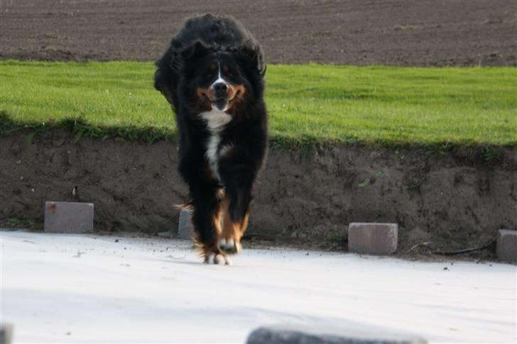 Berner sennenhund Lenesberner Holly<3 - holly<3 billede 19