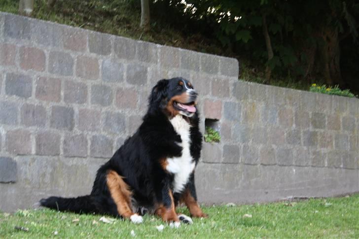 Berner sennenhund Lenesberner Holly<3 - holly står fint<3 billede 20