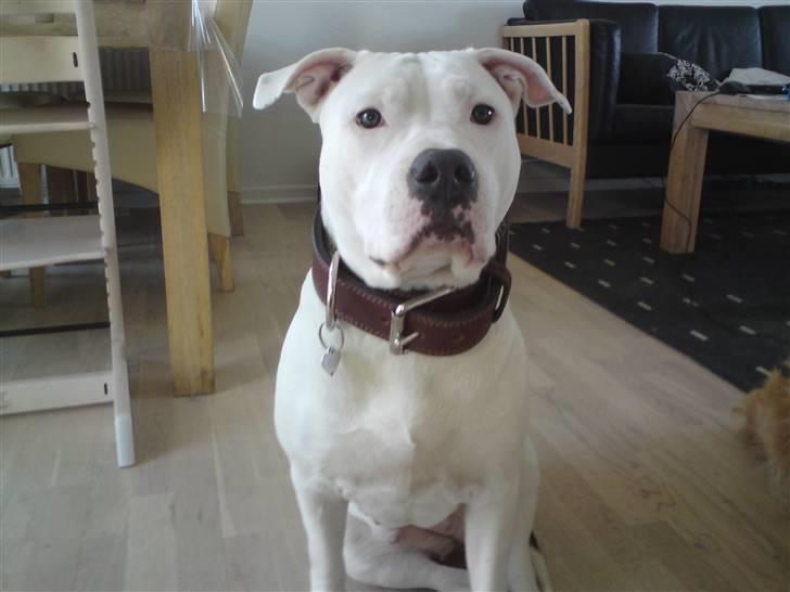 Amerikansk staffordshire terrier Lilly billede 1