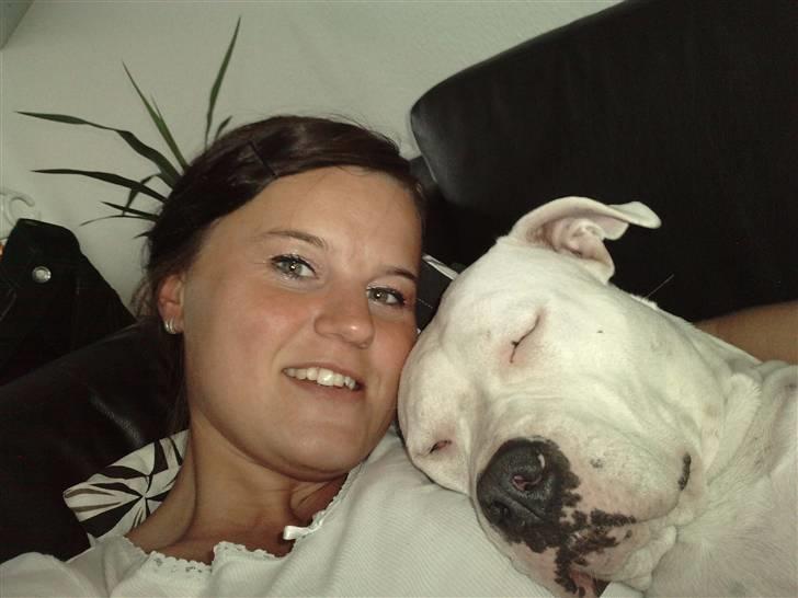 Amerikansk staffordshire terrier Lilly billede 2