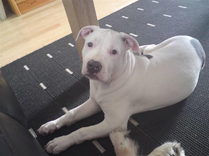 Amerikansk staffordshire terrier Lilly billede 3