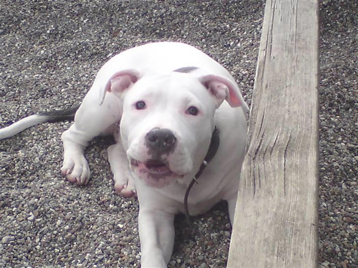 Amerikansk staffordshire terrier Lilly billede 4