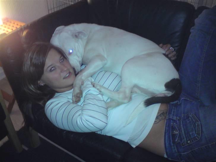 Amerikansk staffordshire terrier Lilly billede 5