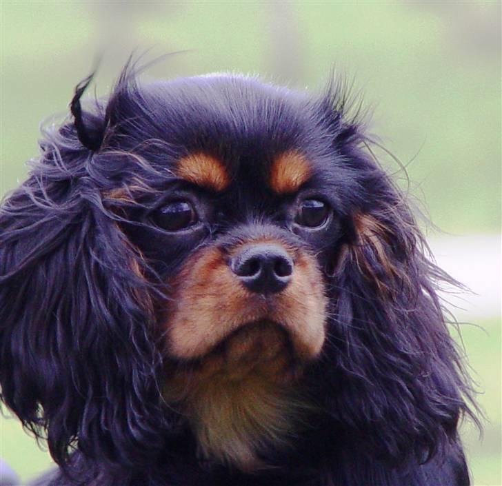 Cavalier king charles spaniel Tria - Tria 6 mdr. billede 15