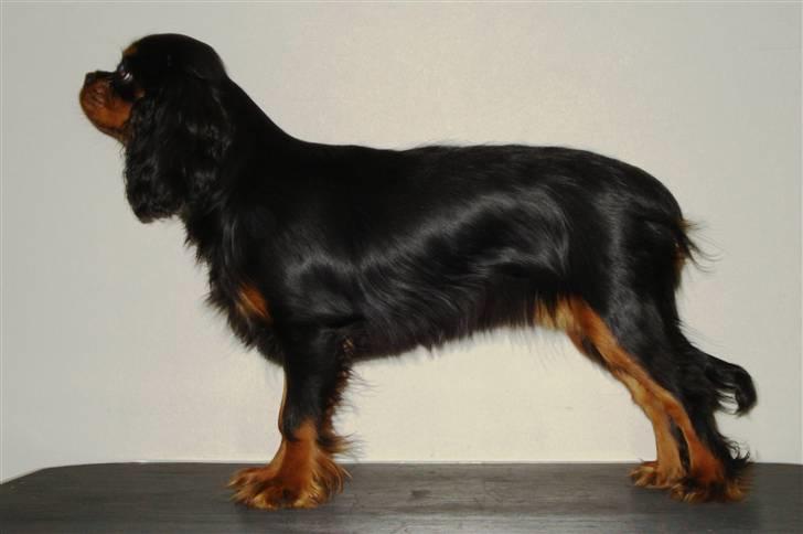 Cavalier king charles spaniel Tria - Tria 6 mdr. billede 16