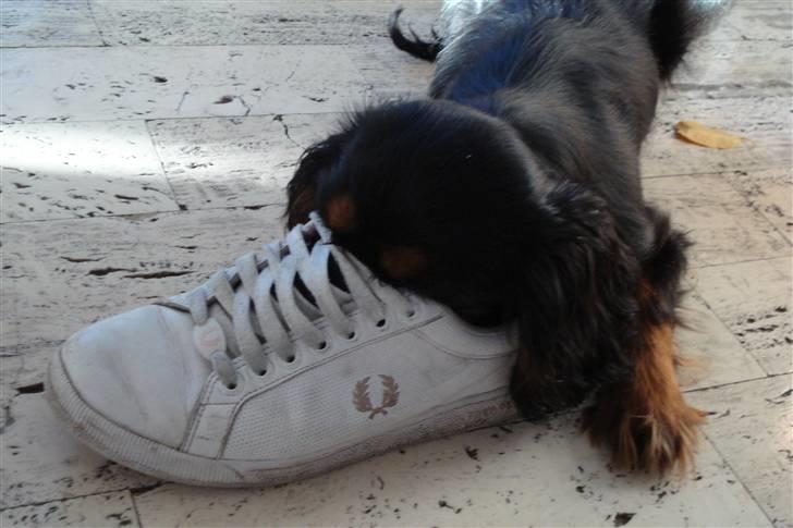 Cavalier king charles spaniel Tria - Effektiv sovemedicin billede 17