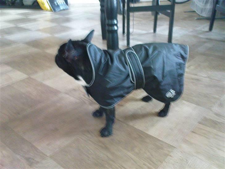 Fransk bulldog sigurd - modellen sigurd i hans nye regnfrakke billede 9