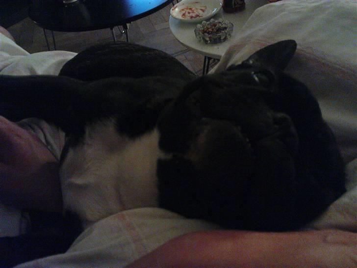 Fransk bulldog sigurd - nusser hos mor i sofaen...ups billede 10