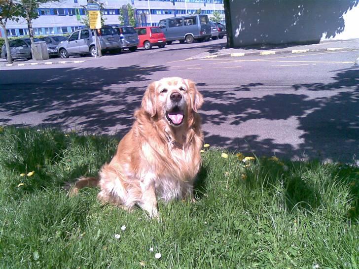 Golden retriever Cæsar R.I.P min stjerne billede 1
