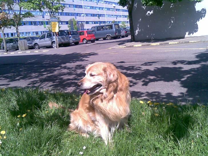 Golden retriever Cæsar R.I.P min stjerne billede 2