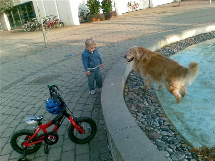 Golden retriever Cæsar R.I.P min stjerne billede 3