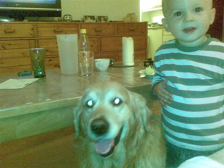 Golden retriever Cæsar R.I.P min stjerne billede 4