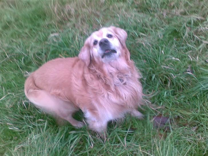 Golden retriever Cæsar R.I.P min stjerne billede 5