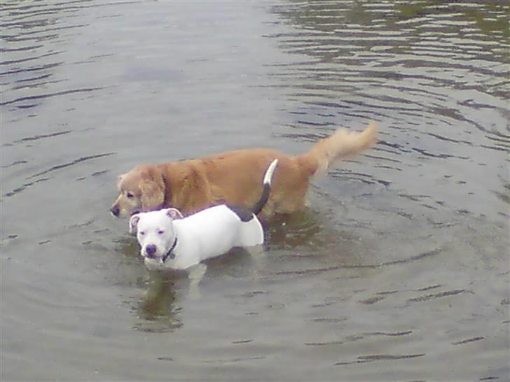 Golden retriever Cæsar R.I.P min stjerne billede 6