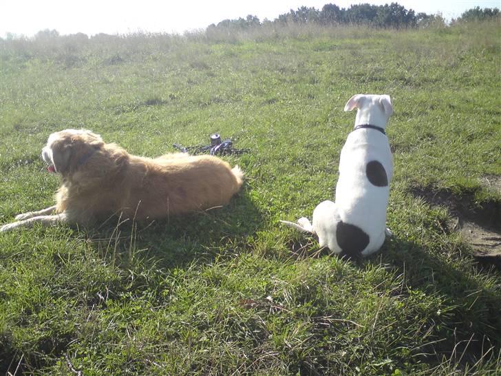 Golden retriever Cæsar R.I.P min stjerne billede 7