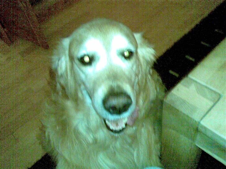 Golden retriever Cæsar R.I.P min stjerne billede 8