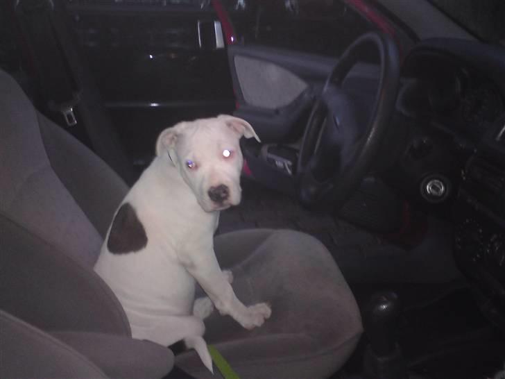 Amerikansk staffordshire terrier Lilly billede 6