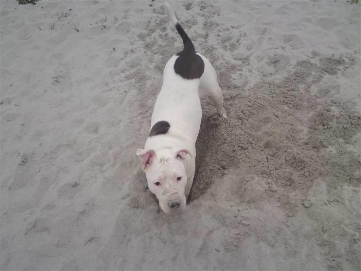 Amerikansk staffordshire terrier Lilly billede 7