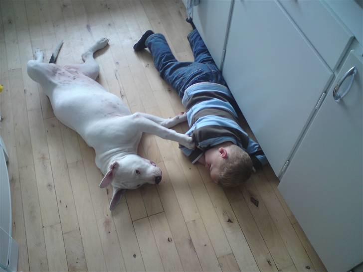 Amerikansk staffordshire terrier Lilly billede 9