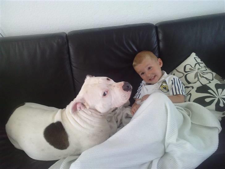 Amerikansk staffordshire terrier Lilly billede 10