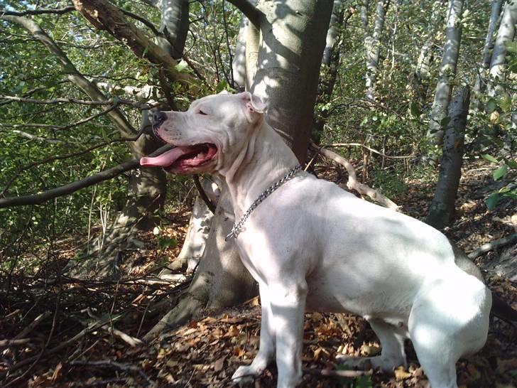 Amerikansk staffordshire terrier Lilly billede 11