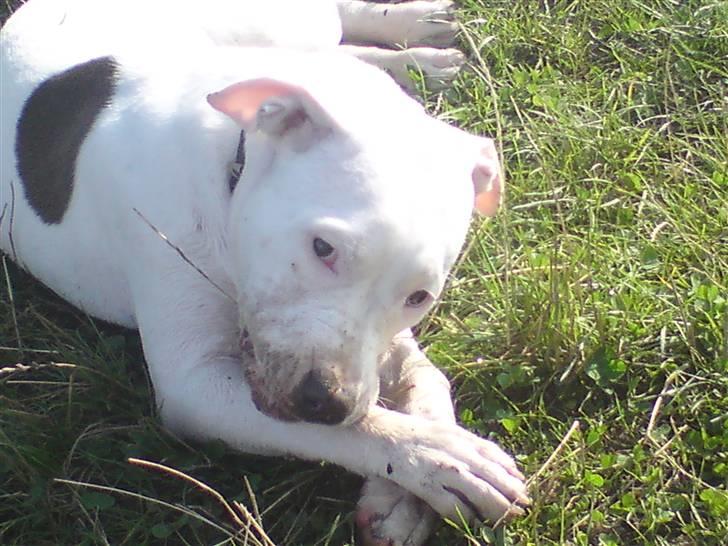 Amerikansk staffordshire terrier Lilly billede 12