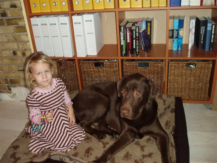 Labrador retriever Anton (Berg) - Godt at min nye seng er stor nok til flere ;- ) billede 16