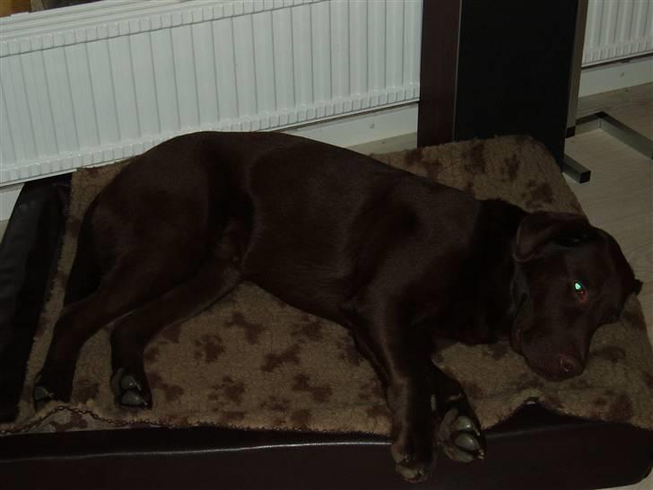 Labrador retriever Anton (Berg) - Men jeg kan sagtens fylde den ud selv billede 17