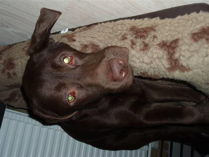 Labrador retriever Anton (Berg) - Totalt afslapning  billede 18