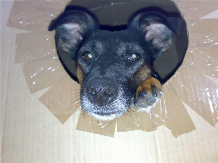 Blanding af racer Nicki -Foxterrier/Schæfer billede 18