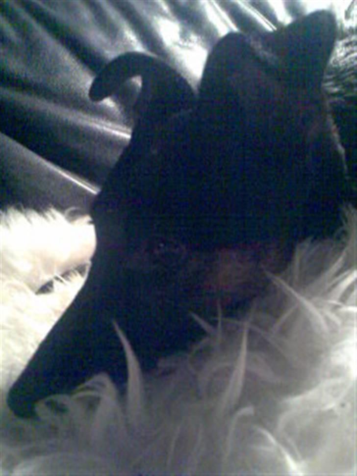 Blanding af racer Nicki -Foxterrier/Schæfer billede 19