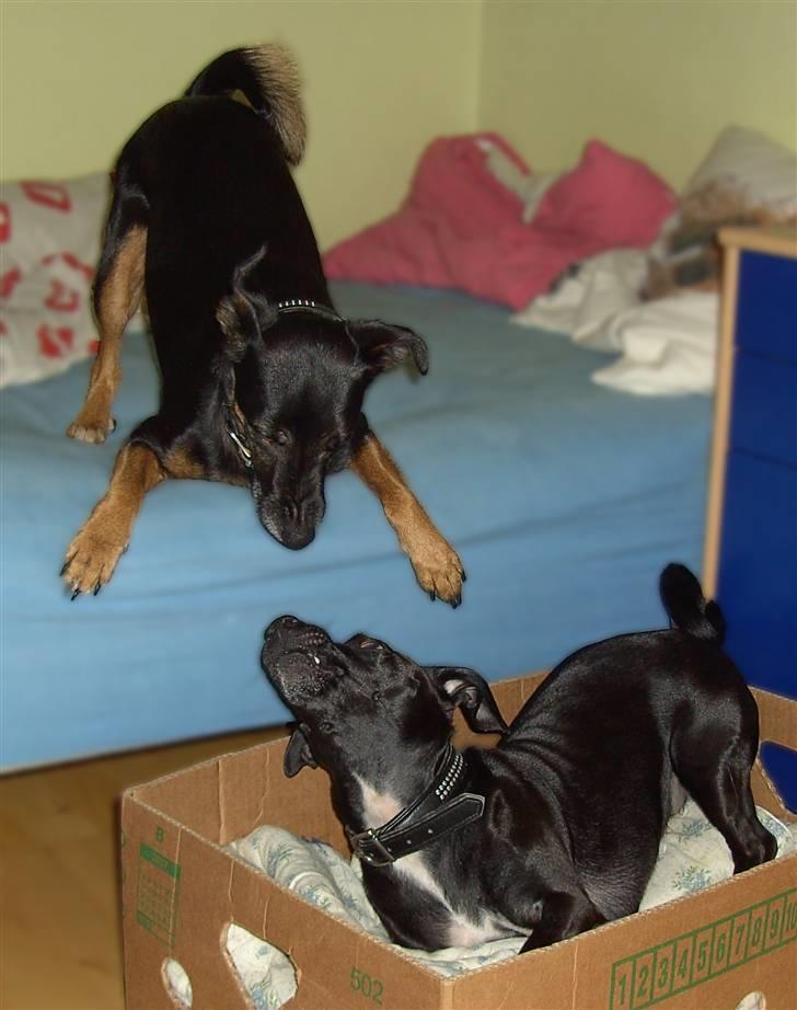 Blanding af racer Nicki -Foxterrier/Schæfer billede 20