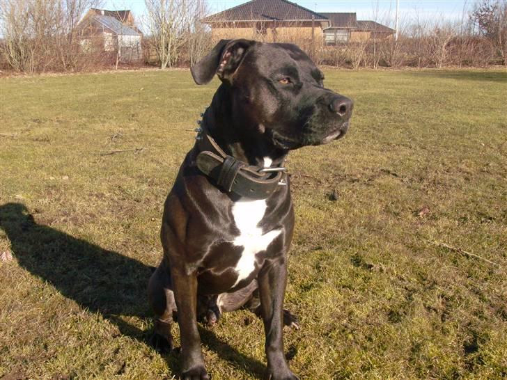 Amerikansk staffordshire terrier Jackie - Taget d.6 Marts 2011  billede 13