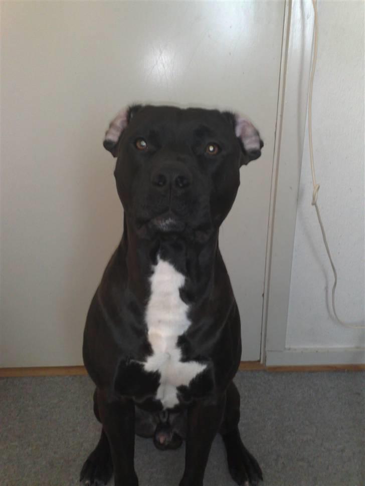 Amerikansk staffordshire terrier Jackie billede 14