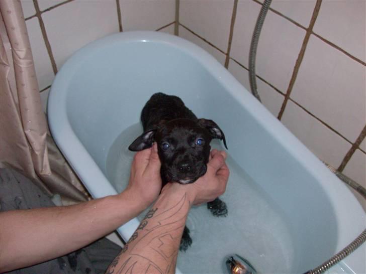 Amerikansk staffordshire terrier Jackie - I bad, da jeg fik ham hjem :) billede 15