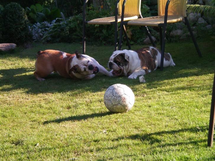 Engelsk bulldog Sumo billede 14