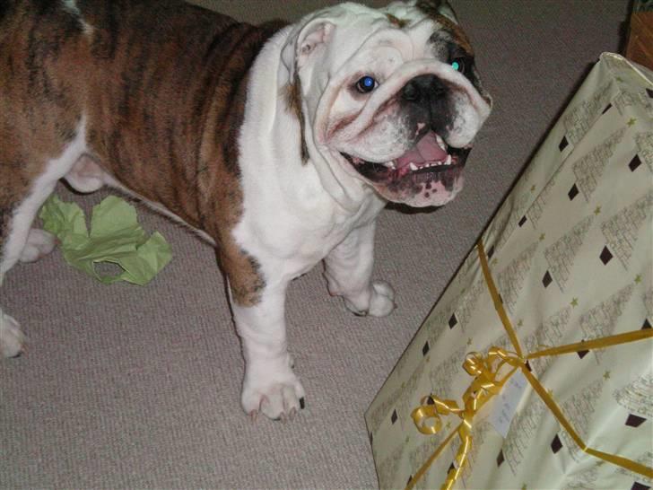 Engelsk bulldog Sumo billede 15