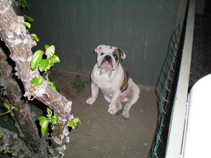 Engelsk bulldog Sumo billede 16