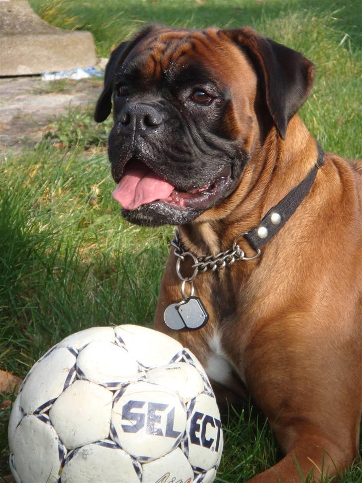 Boxer maisho billede 1